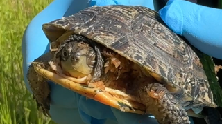 Turtle being released