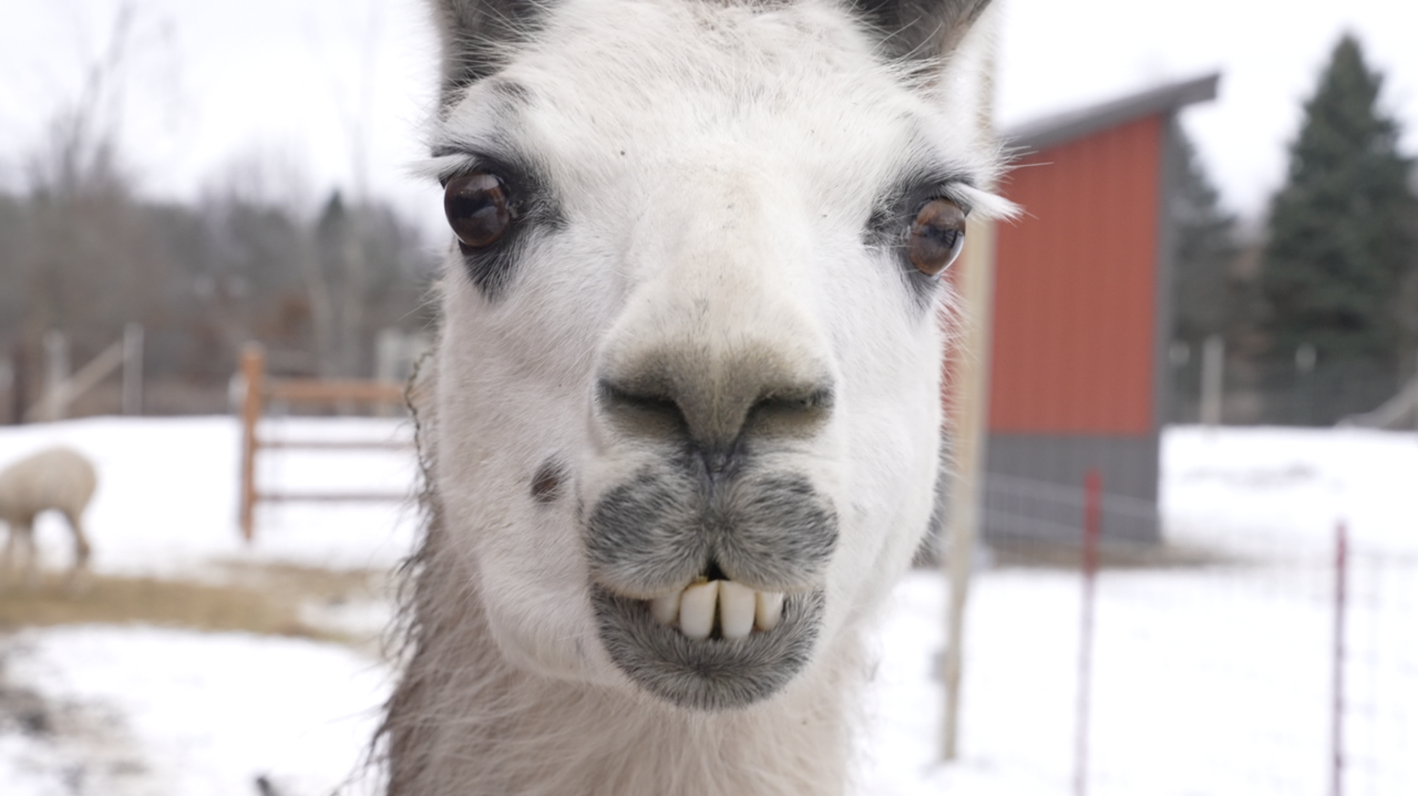 Alpaca at Lowry's