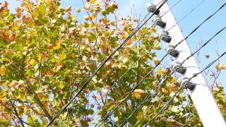 Power Pole and Trees