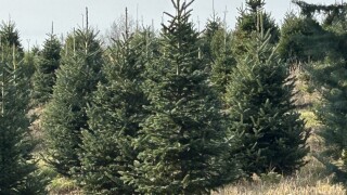 Christmas Trees at Hart Tree Farm in Michigan