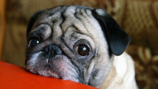 Pug Dog Sad