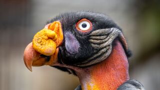 Vinnie the King Vulture